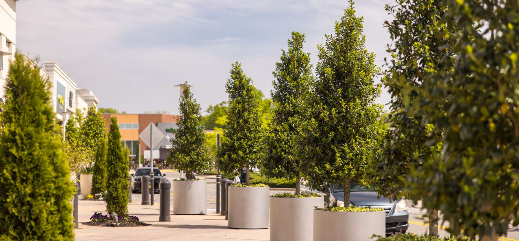 Row of evergreen trees in pots