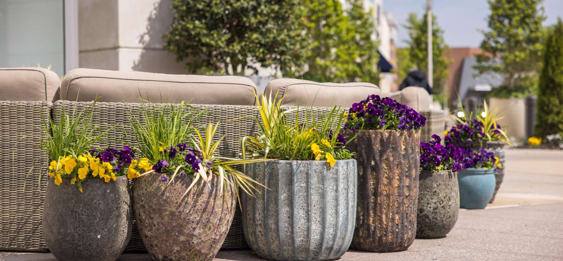 Various potted plants